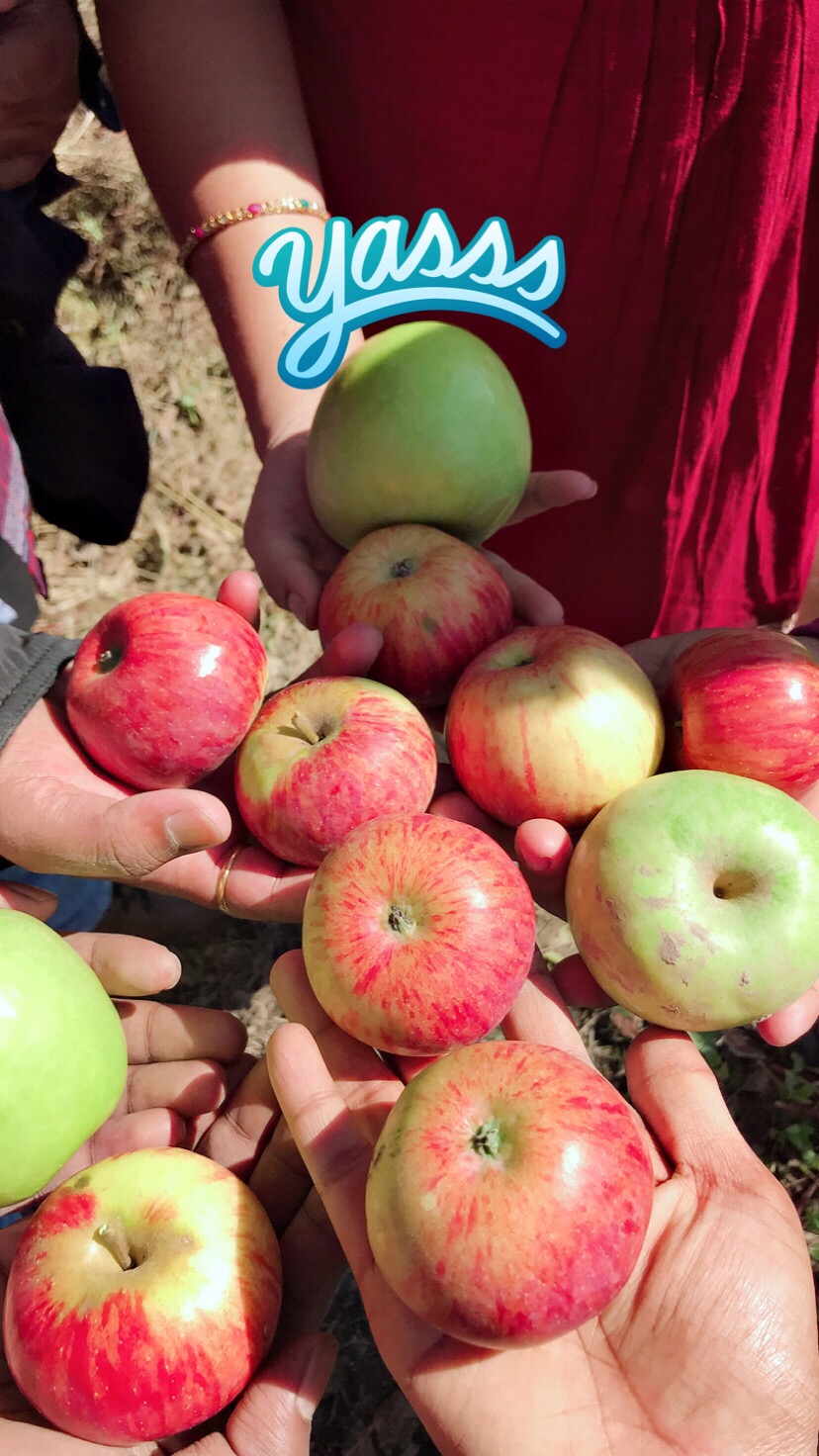 Apple picking in Manali India